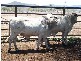 20 Brahman Herd Bulls, Bowen QLD 4805