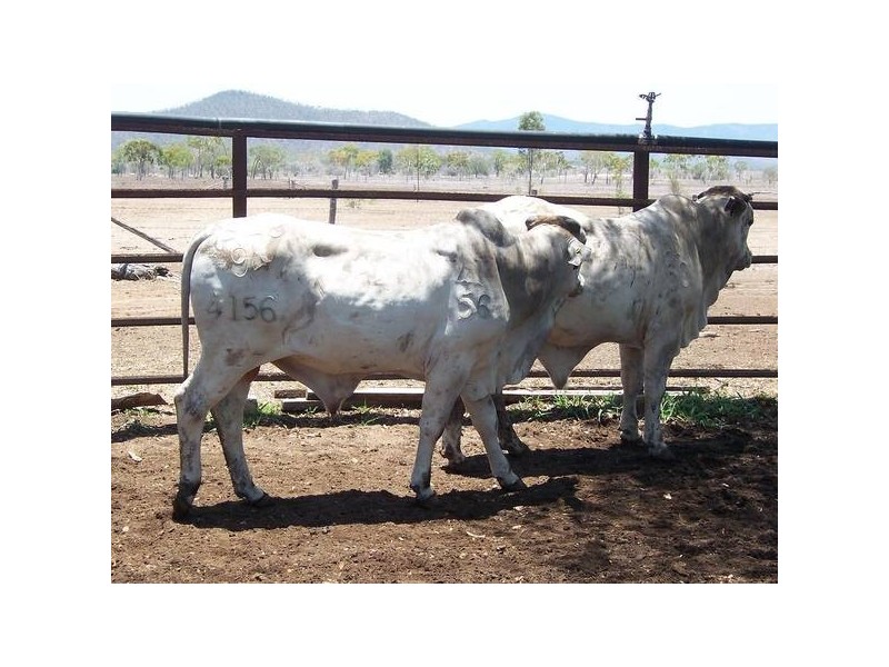 20 Brahman Herd Bulls, Bowen QLD 4805