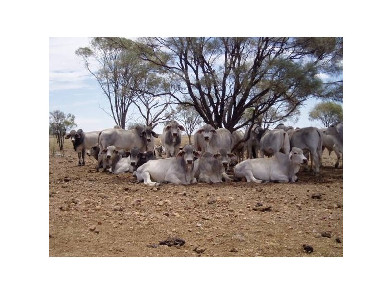 50 Brahman Herd Bulls, Hughenden QLD 4821