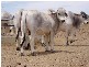 50 Brahman Herd Bulls, Hughenden QLD 4821