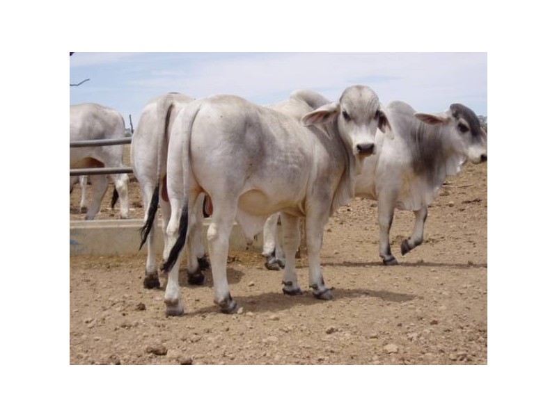 50 Brahman Herd Bulls, Hughenden QLD 4821