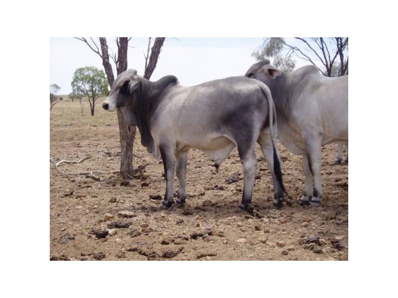 50 Brahman Herd Bulls, Hughenden QLD 4821