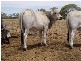 50 Brahman Herd Bulls, Hughenden QLD 4821