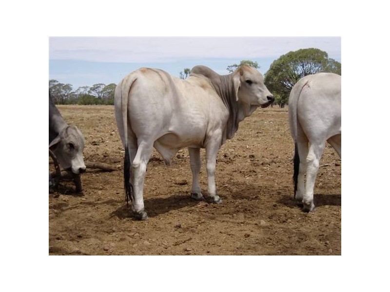 50 Brahman Herd Bulls, Hughenden QLD 4821