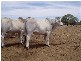 50 Brahman Herd Bulls, Hughenden QLD 4821