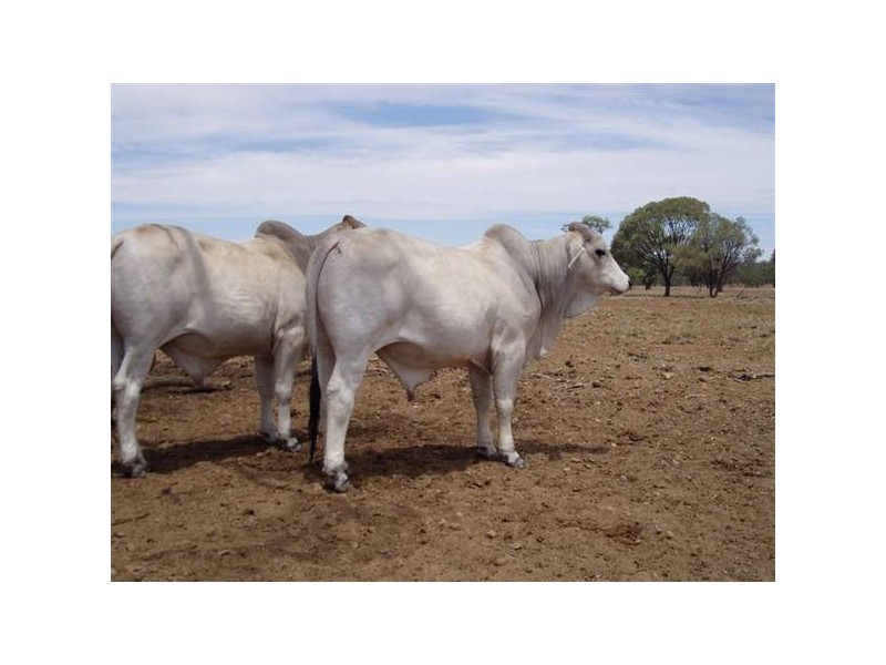 50 Brahman Herd Bulls, Hughenden QLD 4821
