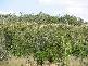 Inorunie, Georgetown QLD 4871