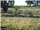 1042 Condobolin Road, Parkes NSW 2870