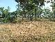 Kelso QLD 4815