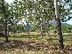 Alligator Creek QLD 4816