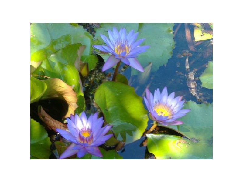 7 Lorne Court, Bluewater QLD 4818