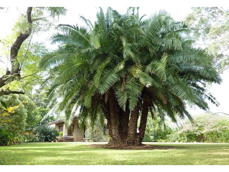 34 Adderton Road, Telopea NSW 2117