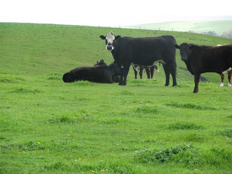 00 Carapook Road, Muntham VIC 3315