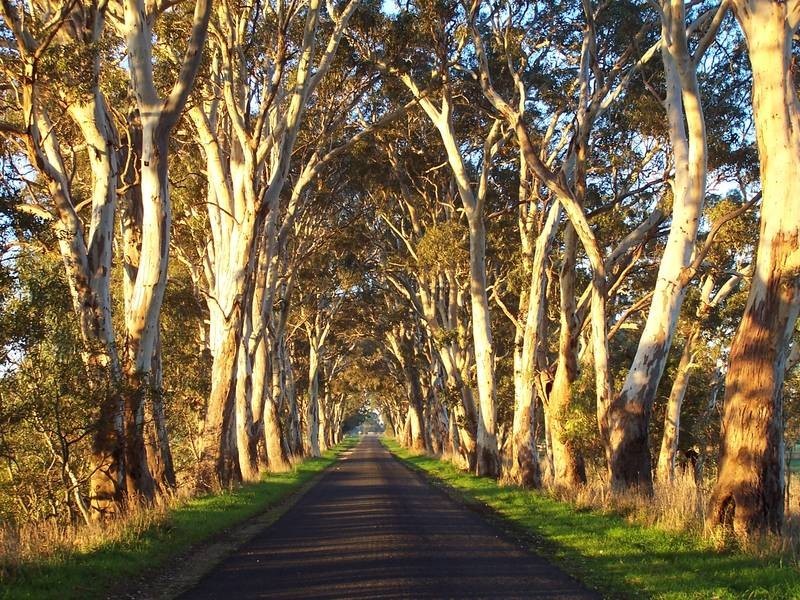 00 Buddle Lane, Kalangadoo SA 5278