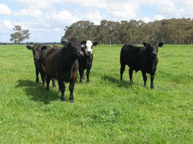 00 Bowd’s Road, Strathdownie VIC 3312