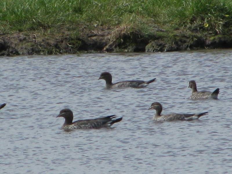 00 Bowd’s Road, Strathdownie VIC 3312