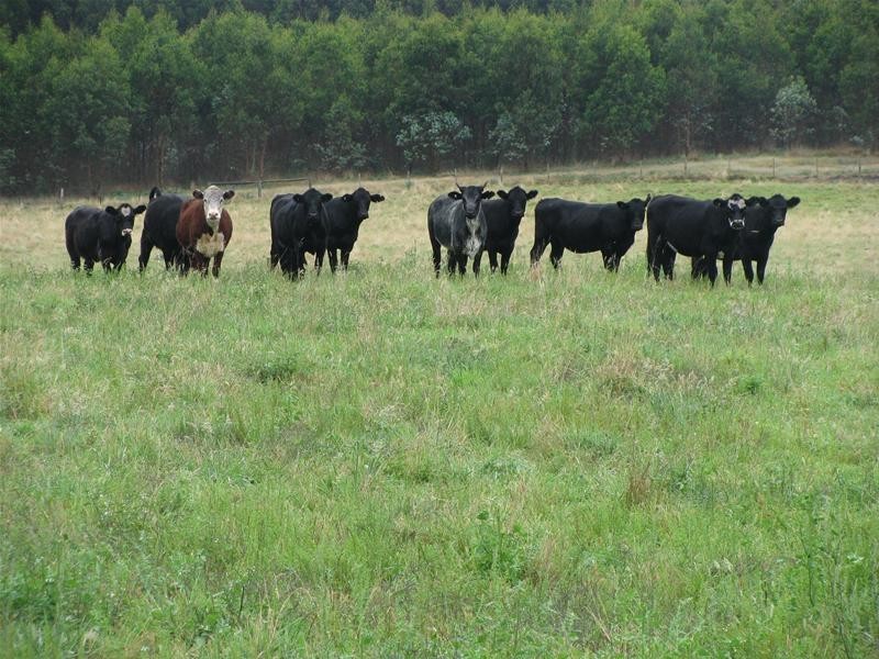 844 Wanwin Road, Dartmoor VIC 3304