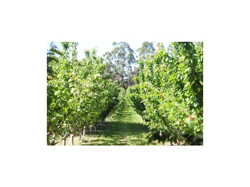 Lot 5 Dohle Road, Mount Gambier SA 5290