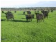 100 Crowes Road, Kongorong SA 5291