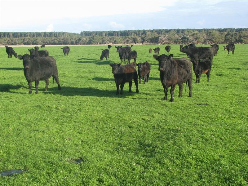100 Crowes Road, Kongorong SA 5291