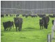 100 Crowes Road, Kongorong SA 5291