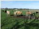 Lot 238, 00 Square Mile Road, Yahl SA 5291