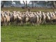 00 KALADBRO ROAD, Strathdownie VIC 3312