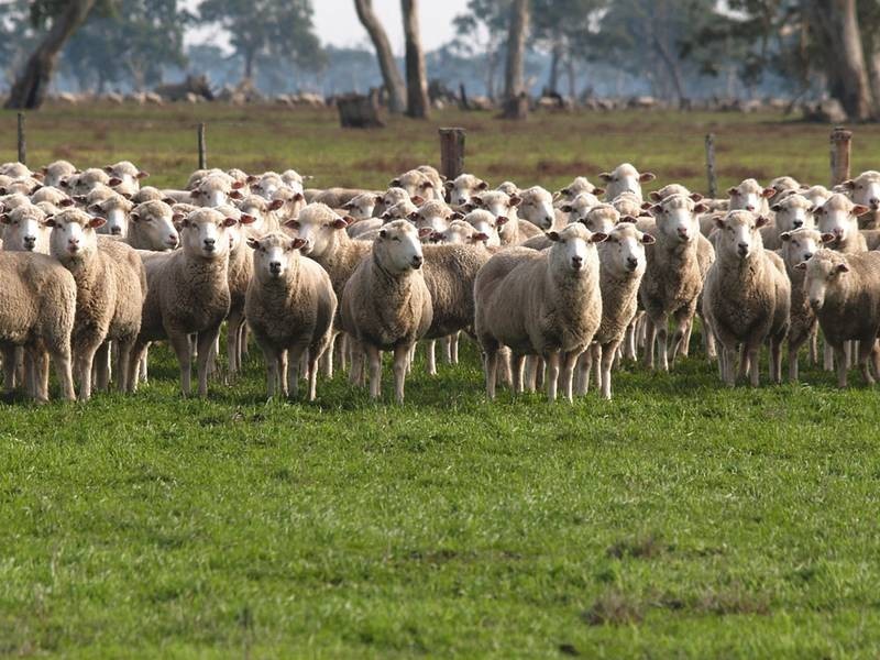 00 KALADBRO ROAD, Strathdownie VIC 3312