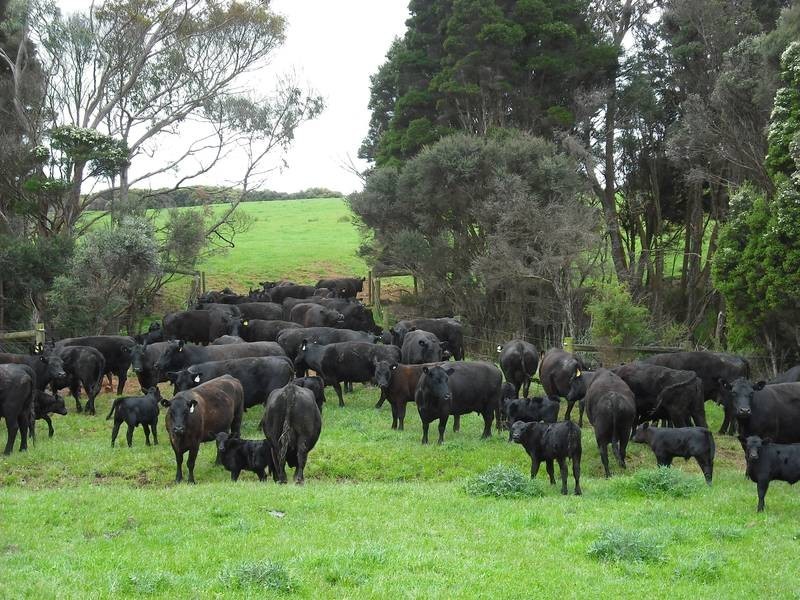 202 Ridges Road, King Island TAS 7256