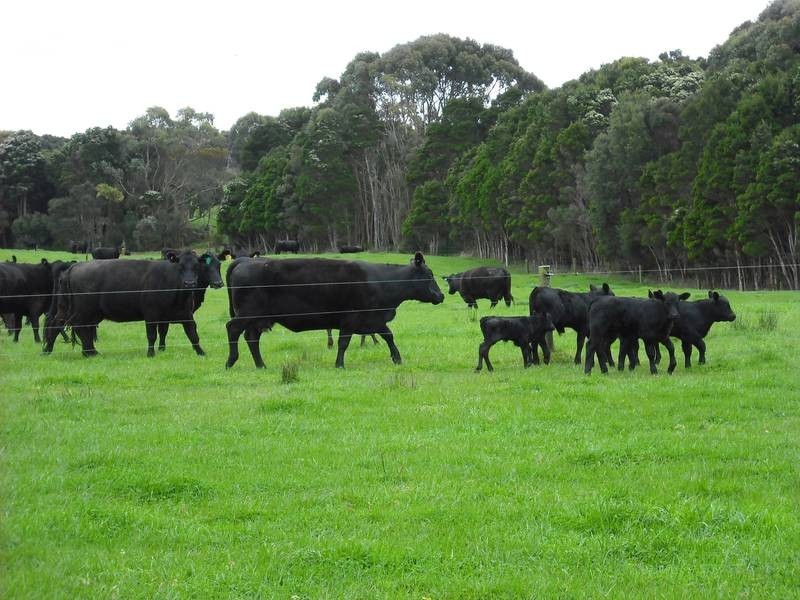 202 Ridges Road, King Island TAS 7256