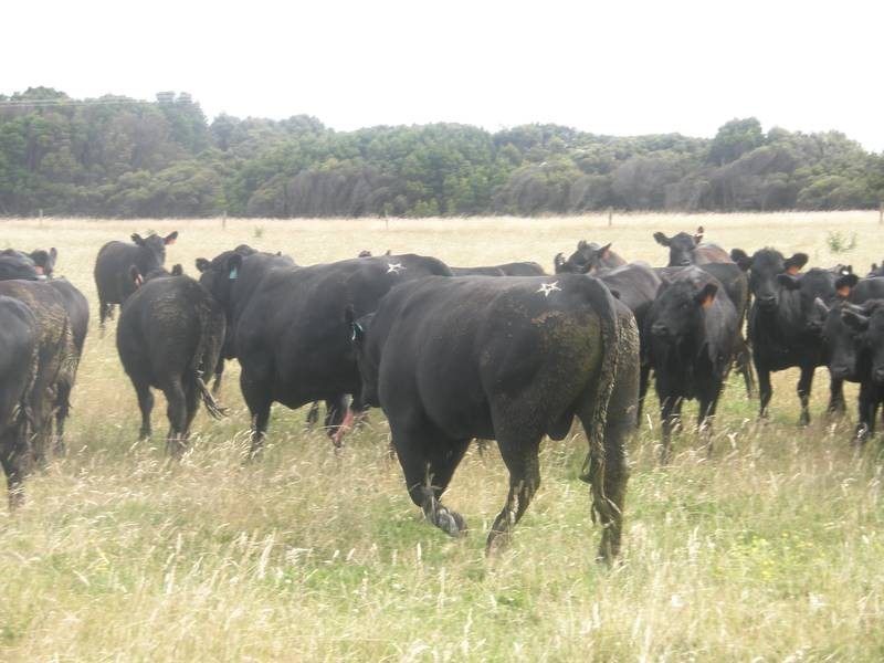 202 Ridges Road, King Island TAS 7256