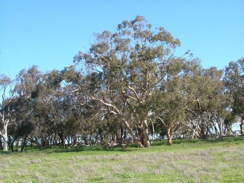 Lot 11-13,  Hunt Road, Mount Compass SA 5210