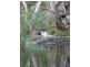 Lot 12 Private Road (Off Braeside Road), Ashbourne SA 5157