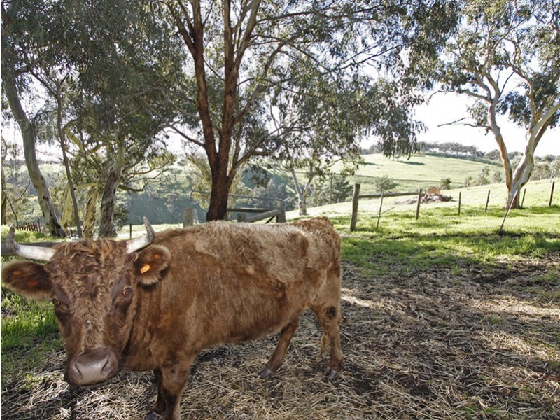 Lot 8 Penney’s Hill Road, Mclaren Vale SA 5171