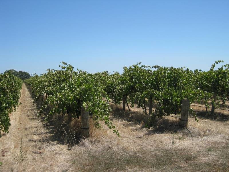 Lot 8,  Pethick Road, Willunga SA 5172