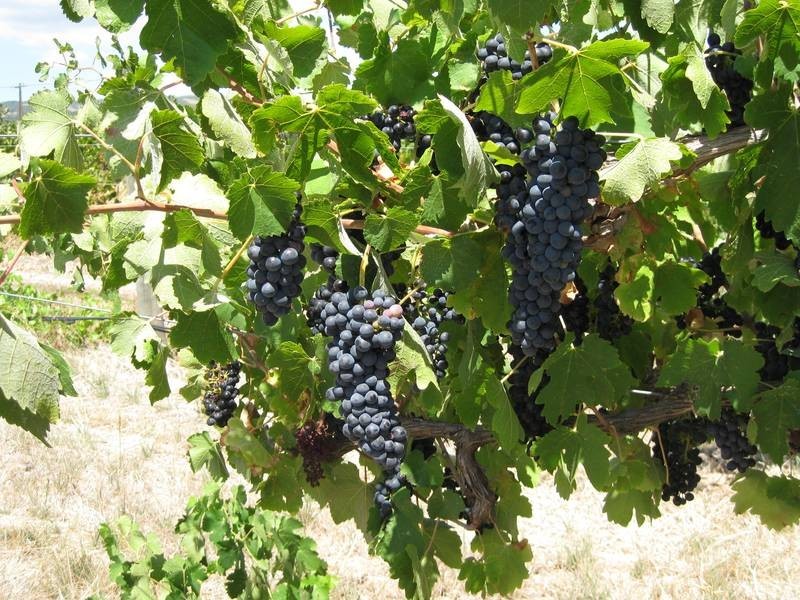 Lot 8,  Pethick Road, Willunga SA 5172