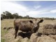Lot 97, Lot Hindmarsh Tiers Rd, Myponga SA 5202