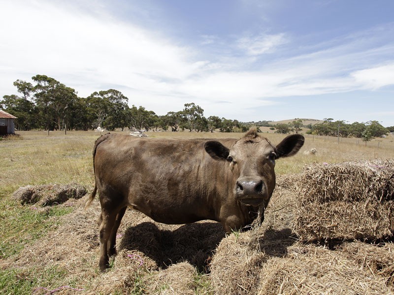 Lot 97, Lot Hindmarsh Tiers Rd, Myponga SA 5202