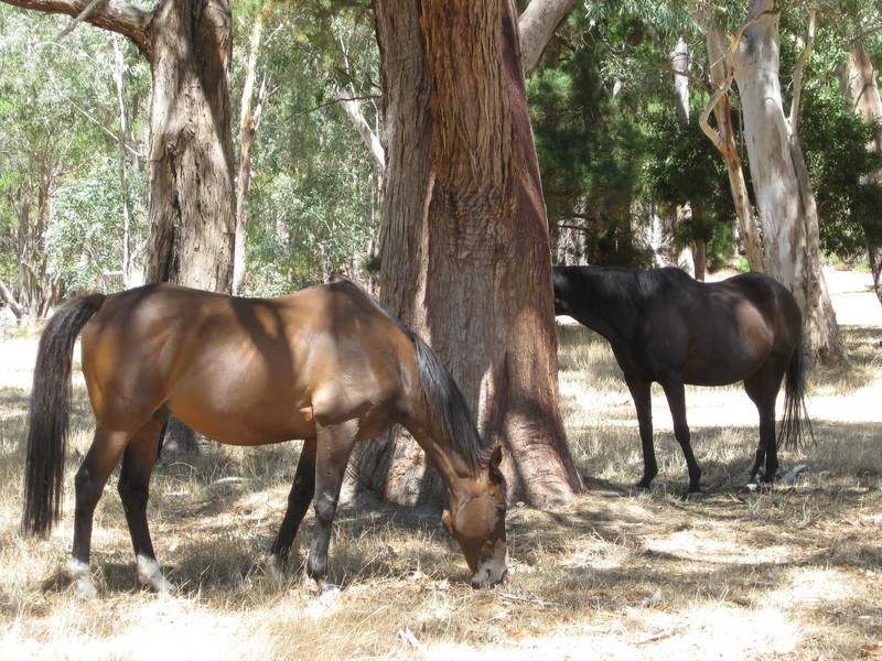 Lot 101 Blackfellows Creek Road, Meadows SA 5201