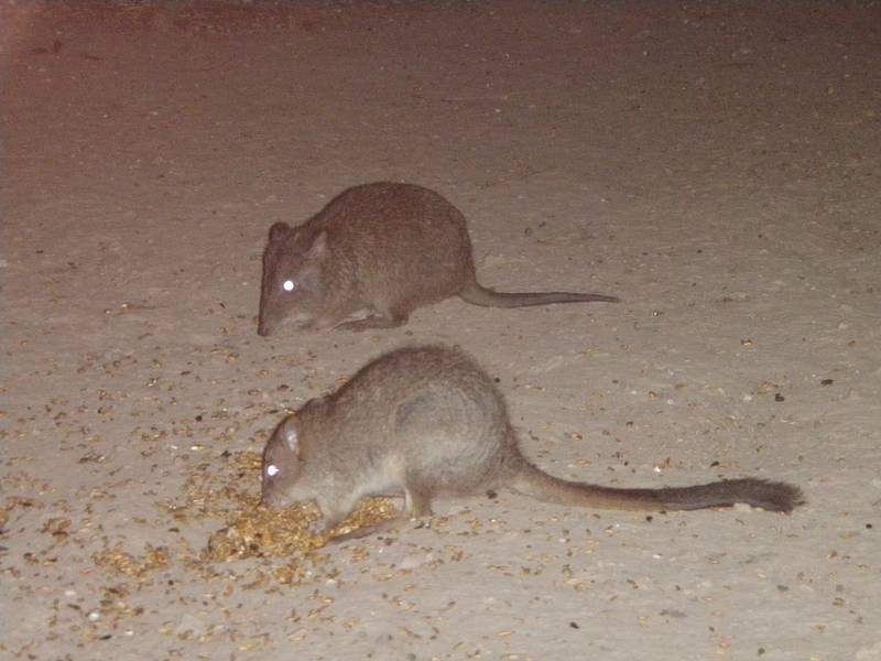 Lot 201 Kookaburra Court, Willunga SA 5172