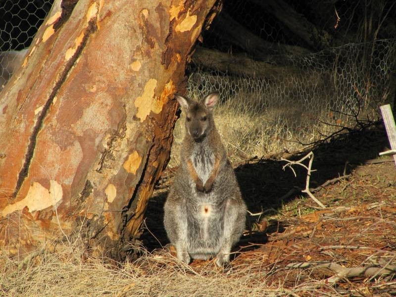 Lot 201 Kookaburra Court, Willunga SA 5172