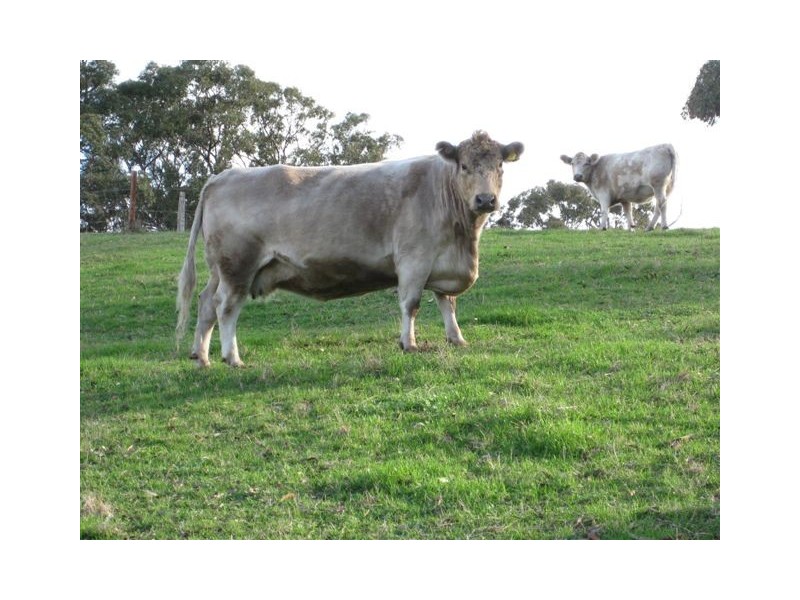 Lot 21 Mosquito Hill Road, Mount Compass SA 5210