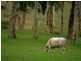 Lot 21 Mosquito Hill Road, Mount Compass SA 5210