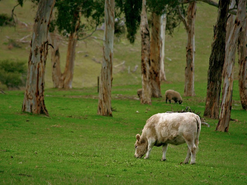 Lot 21 Mosquito Hill Road, Mount Compass SA 5210
