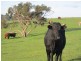 Lot 5 Mosquito Hill Road, Victor Harbor SA 5211