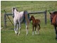 Lot 4 Goolwa Road, Mount Compass SA 5210