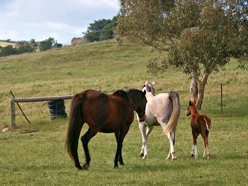 Lot 4 Goolwa Road, Mount Compass SA 5210