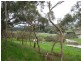 Lot 204 Bahloo Glen Road, Mount Compass SA 5210