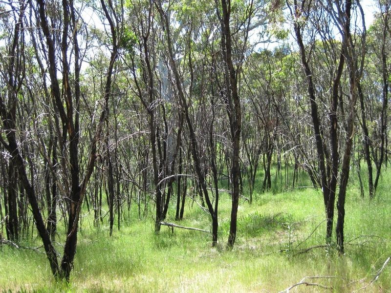 Lot 51 Thomas Hill Road, Mclaren Flat SA 5171