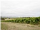 51 Aldersey Street, Mclaren Vale SA 5171